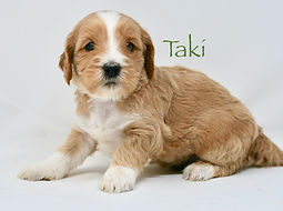 multi-gen mini goldendoodle puppy