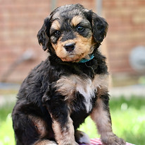 Bernedoodle puppy