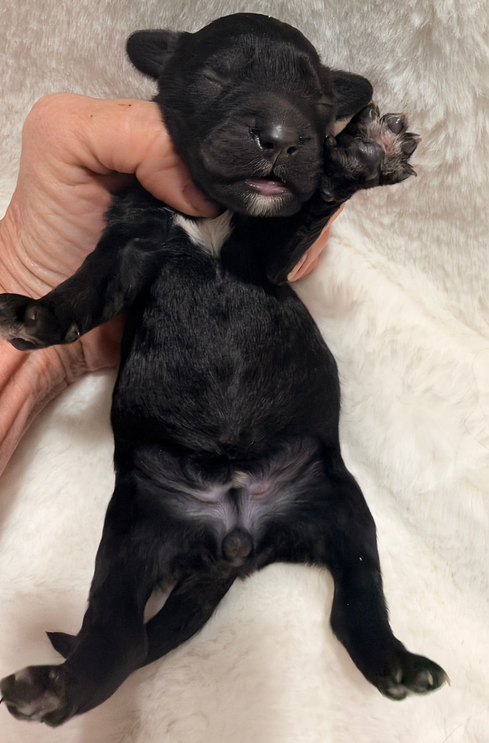 newborn