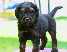 Bernedoodle puppy