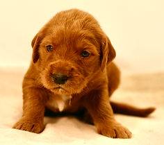 Mini English Goldendoodle Puppy