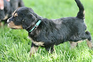 miniature Golden Mountain-doodle puppy