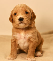 F1b Mini English Goldendoodle Puppy