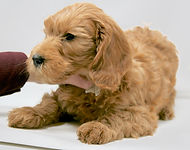 Multi-Gen miniature goldendoodle puppy