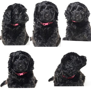 Chocolate brown Miniature English Goldendoodle puppy