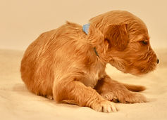 Mini English Goldendoodle Puppy