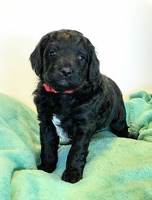 Chocolate brown Miniature English Goldendoodle puppy