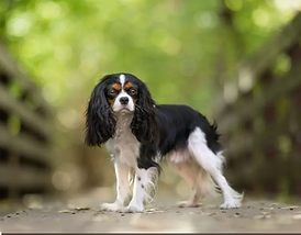 Gryff cavalier stud.png