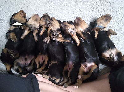 miniature Golden Mountain-doodle puppies