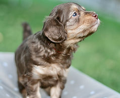 miniature Golden Mountain-doodle puppy