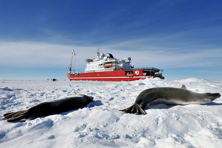Les phoques crabiers de l'Antarctique