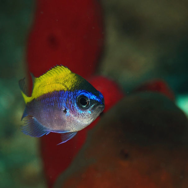 Castagnole soleil - Chromis insolata