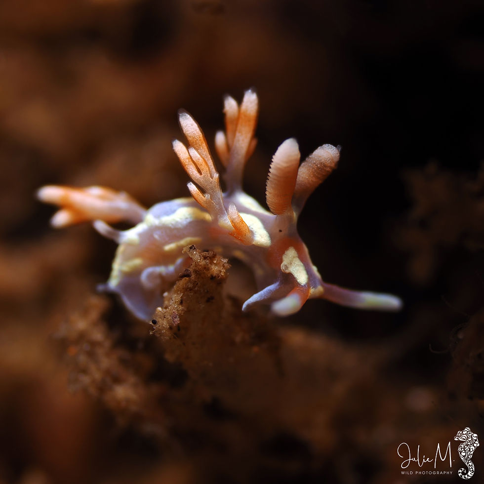 Flabellina engeli