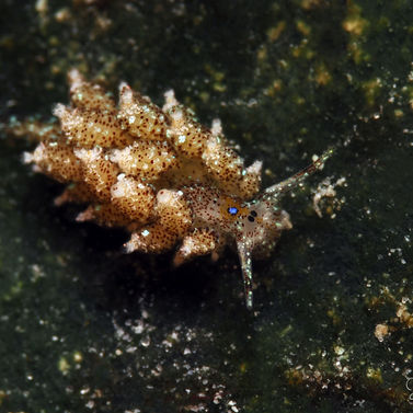 Costasielle ocellée Costasiella ocellifera