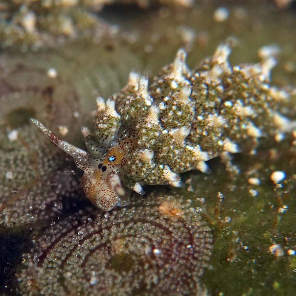 Costasielle ocellée Costasiella ocellifera