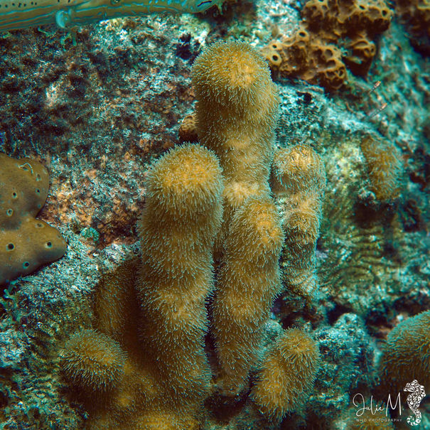 Dendrogyra cylindrus