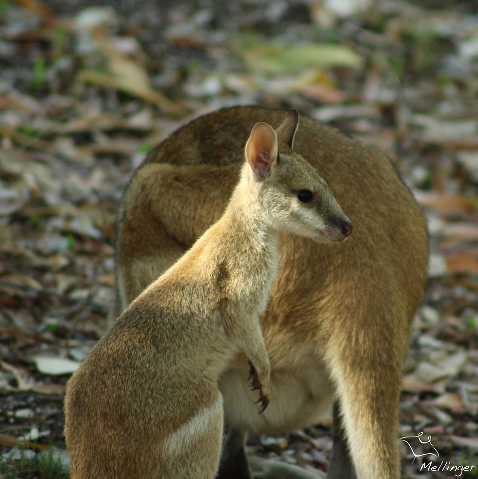 Agile wallaby - Macropus agilis