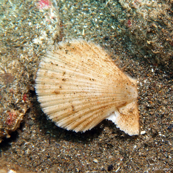 Lindapecten exasperatus 