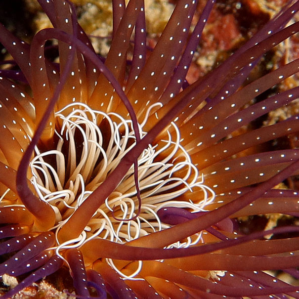 Pachycerianthus curacaonensis