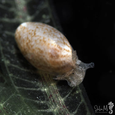 Bulle occidentale Bulla occidentalis