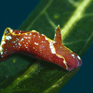 Bulle bilobée Gastropteron chacmol
