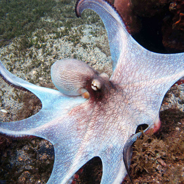 Poulpe commun Octopus insularis