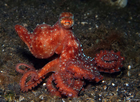 Poulpe étoilé Callistoctopus luteus
