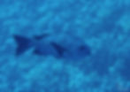 Vivaneau plate