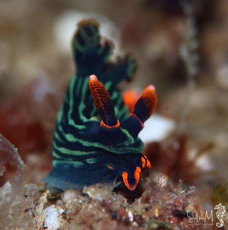 Limace crépusculaire Nembrotha kubaryana 