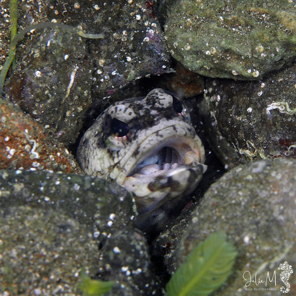 Marionnette sombre Opistognathus whitehursti