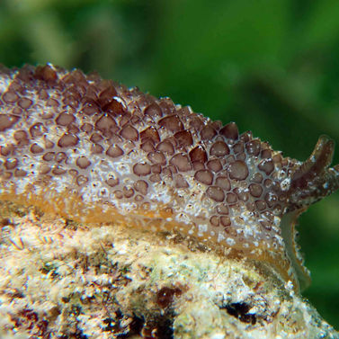 Pleurobranchus areolatus