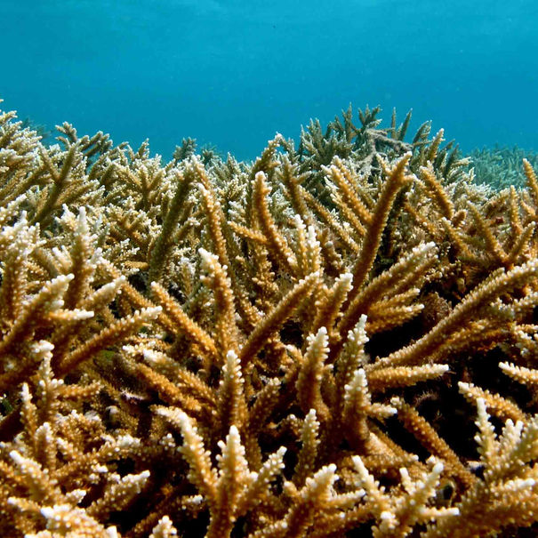 Acropora prolifera