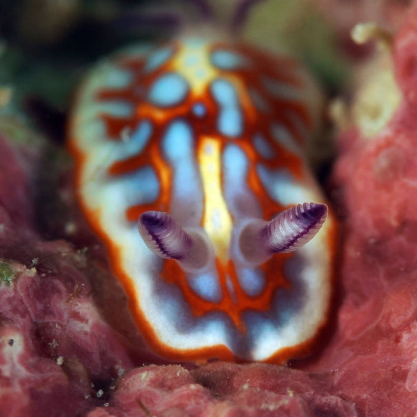 Félimide de Clench Felimida clenchi