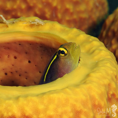 Gobie ligne courte Elacatinus chancei 