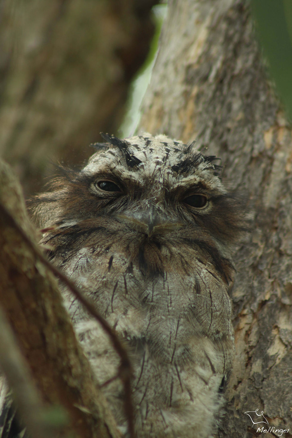 Tawny frogmouth - Podargus strigoides