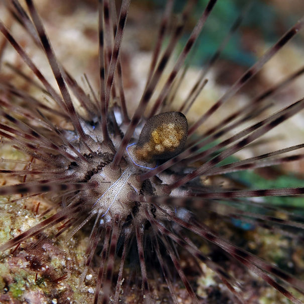 Oursin diadème Diadema antillarum