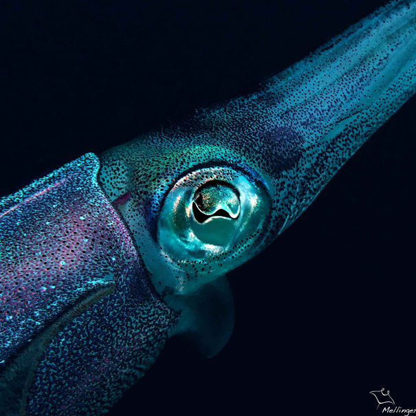 Calamar récifal des caraïbes Sepioteuthis sepioidea 