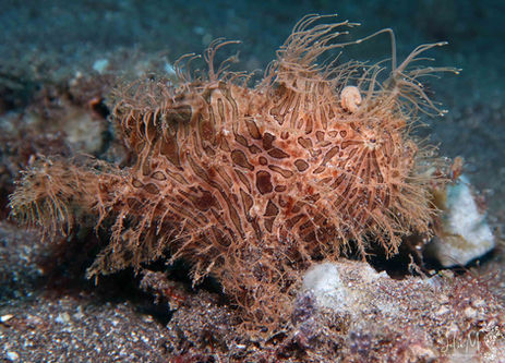 Antennaire strié Antennarius striatus