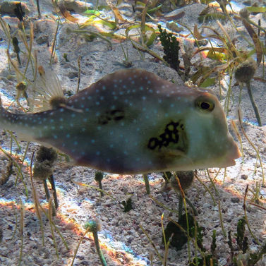 Coffre bossu Lactophrys trigonus