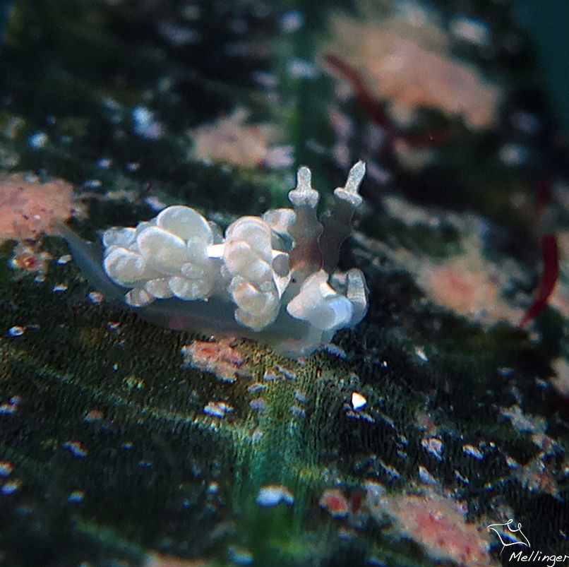 Favorines à longues oreilles