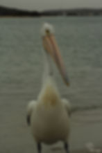 Australian pelican - Pelecanus conspillatus