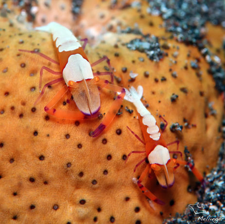 Crevette impériale Periclimenes imperator 