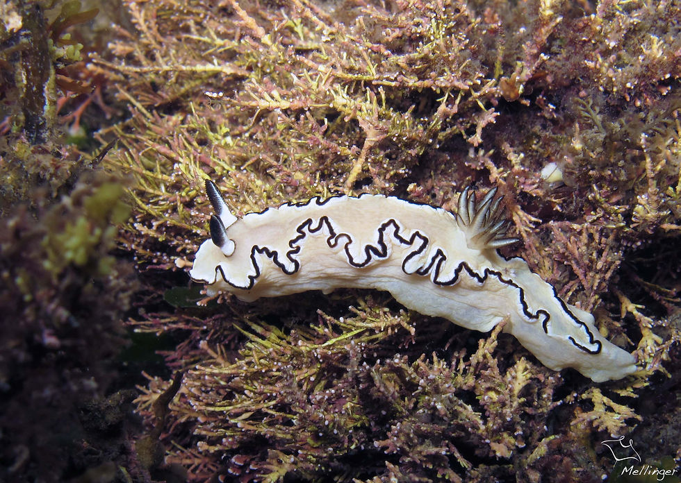 Glossodoris atromarginata