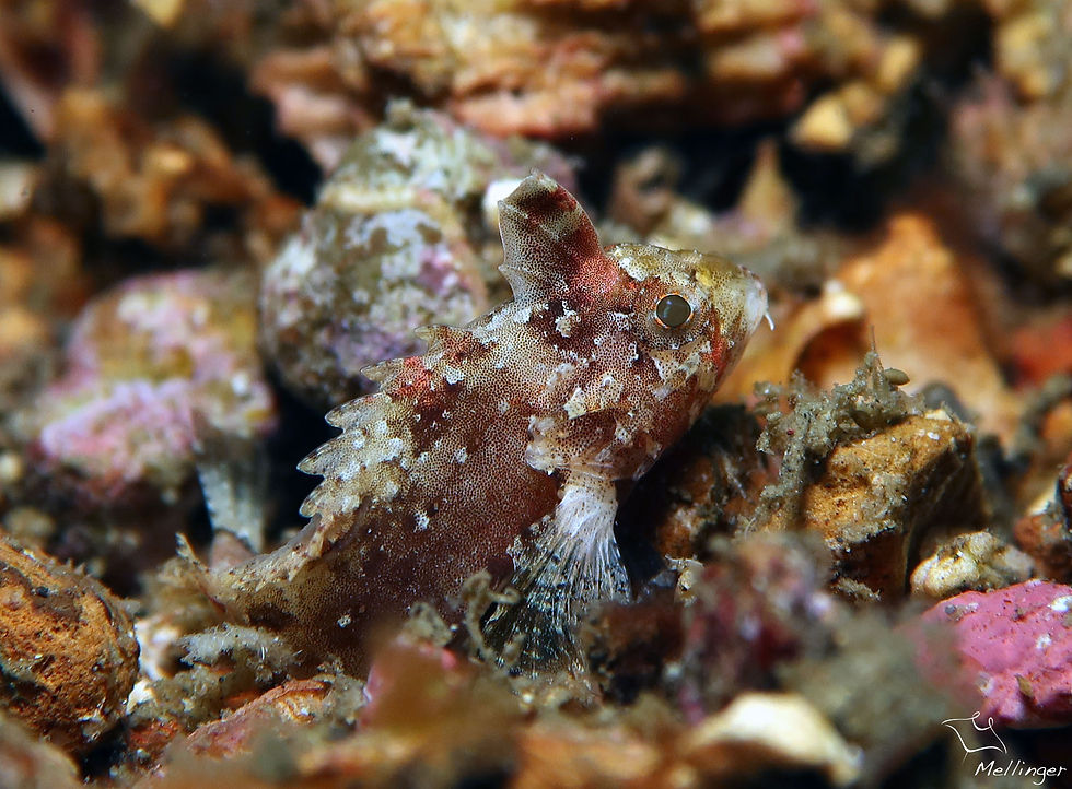 Poisson velours nain