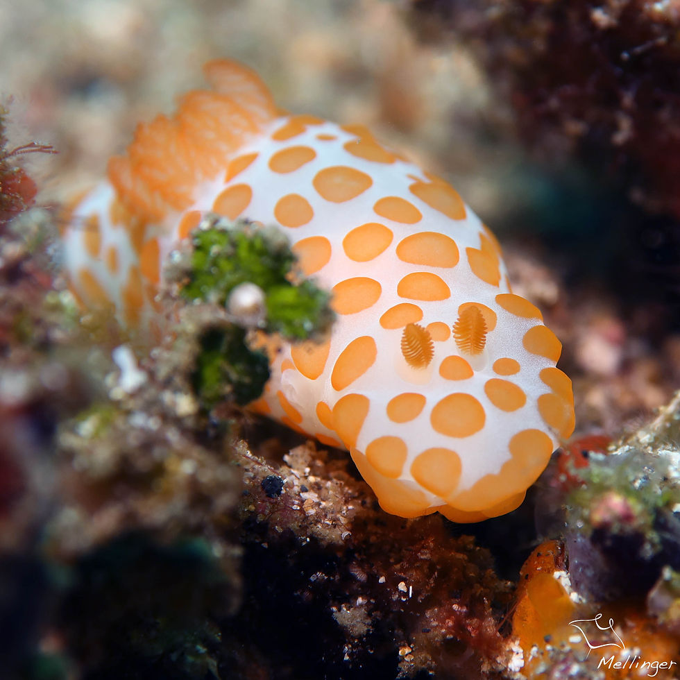 Gymnodoris rubropapulosa