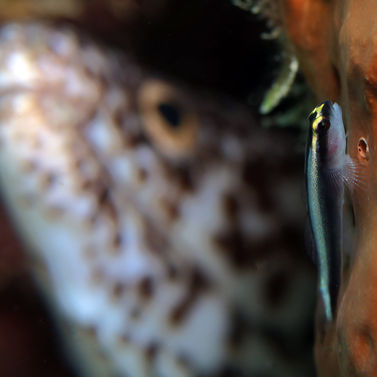 Gobie nez de requin Elacatinus evelynae