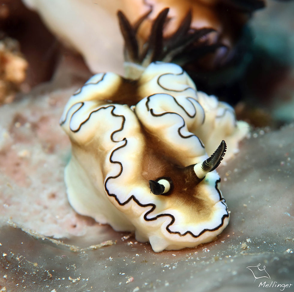 Doris à marge foncé