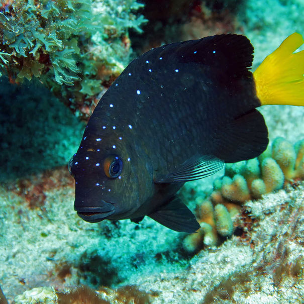 Demoiselle à queue jaune Microspathodon chrysurus 