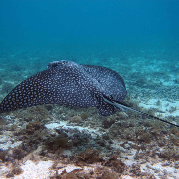 Raie léopard Aetobatus narinari