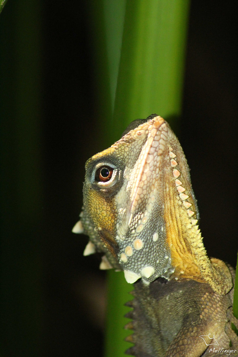 Boyd's forest dragon - Hypsilurus boydii
